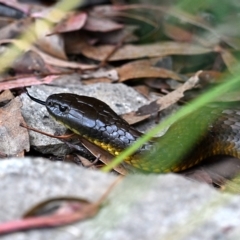 Notechis scutatus at Paddys River, ACT - 22 Mar 2023 03:43 PM