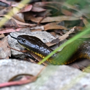 Notechis scutatus at Paddys River, ACT - 22 Mar 2023 03:43 PM