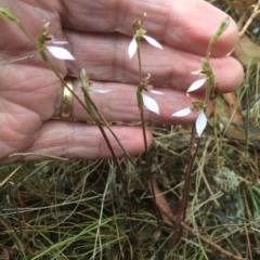 Eriochilus cucullatus (Parson's Bands) at Hackett, ACT - 22 Mar 2023 by petersan