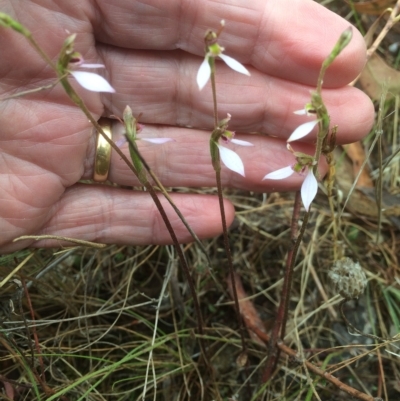 Eriochilus cucullatus (Parson's Bands) at Hackett, ACT - 22 Mar 2023 by petersan