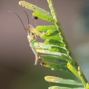 Chironomidae (family) at Splitters Creek, NSW - 26 Feb 2023 09:20 AM