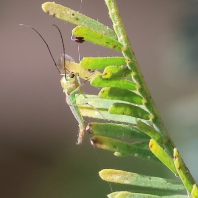 Chironomidae (family) (Non-biting Midge) at Splitters Creek, NSW - 25 Feb 2023 by KylieWaldon