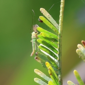 Chironomidae (family) at Splitters Creek, NSW - 26 Feb 2023 09:20 AM