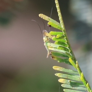 Chironomidae (family) at Splitters Creek, NSW - 26 Feb 2023 09:20 AM