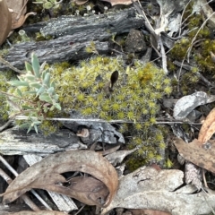 Campylopus introflexus at Aranda Bushland - 24 Mar 2023 by lbradley