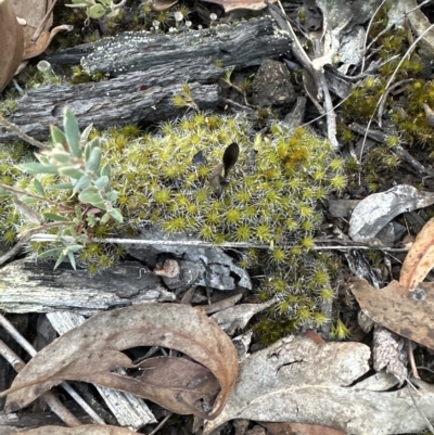 Campylopus introflexus at Aranda Bushland - 24 Mar 2023 by lbradley