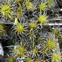 Campylopus introflexus at Aranda, ACT - 24 Mar 2023