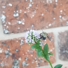 Amegilla sp. (genus) (Blue Banded Bee) at QPRC LGA - 24 Mar 2023 by danswell