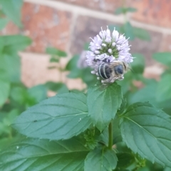 Amegilla sp. (genus) at Greenleigh, NSW - suppressed