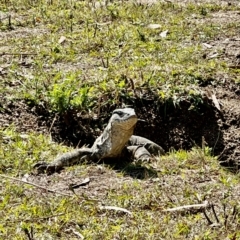 Varanus rosenbergi (Heath or Rosenberg's Monitor) at Birrigai - 24 Mar 2023 by MichE1