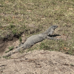 Varanus rosenbergi at Paddys River, ACT - 24 Mar 2023