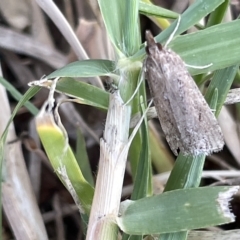 Eudonia cleodoralis (A Crambid moth) at Watson, ACT - 24 Mar 2023 by Hejor1