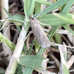 Eudonia cleodoralis at Watson, ACT - 24 Mar 2023 05:21 PM