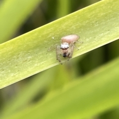 Opisthoncus sp. (genus) (Unidentified Opisthoncus jumping spider) at Watson Green Space - 24 Mar 2023 by Hejor1