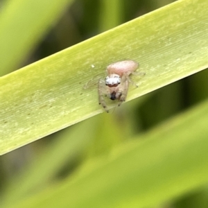 Opisthoncus sp. (genus) at Watson, ACT - 24 Mar 2023