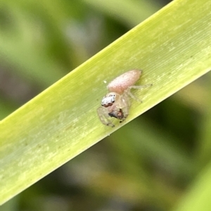 Opisthoncus sp. (genus) at Watson, ACT - 24 Mar 2023