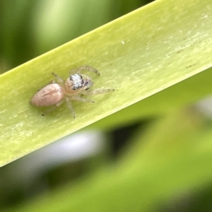 Opisthoncus sp. (genus) at Watson, ACT - 24 Mar 2023 05:17 PM