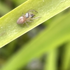 Opisthoncus sp. (genus) at Watson, ACT - 24 Mar 2023