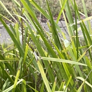 Pieris rapae at Watson, ACT - 24 Mar 2023