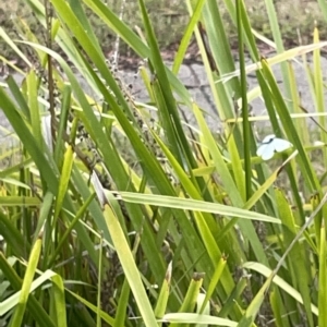 Pieris rapae at Watson, ACT - 24 Mar 2023