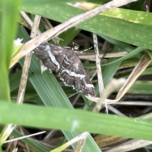 Spoladea recurvalis at Watson, ACT - 24 Mar 2023 04:58 PM