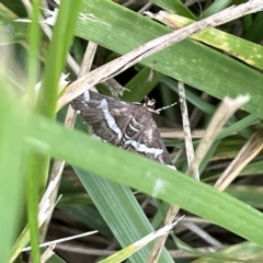 Spoladea recurvalis at Watson, ACT - 24 Mar 2023 04:58 PM