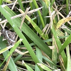 Spoladea recurvalis at Watson, ACT - 24 Mar 2023