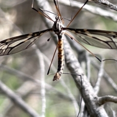 Ptilogyna sp. (genus) (A crane fly) at Watson Green Space - 24 Mar 2023 by Hejor1