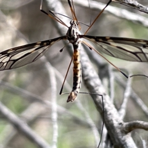 Ptilogyna sp. (genus) at Watson, ACT - 24 Mar 2023