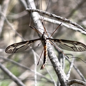 Ptilogyna sp. (genus) at Watson, ACT - 24 Mar 2023