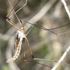 Ptilogyna sp. (genus) at Watson, ACT - 24 Mar 2023