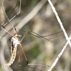 Ptilogyna sp. (genus) at Watson, ACT - 24 Mar 2023