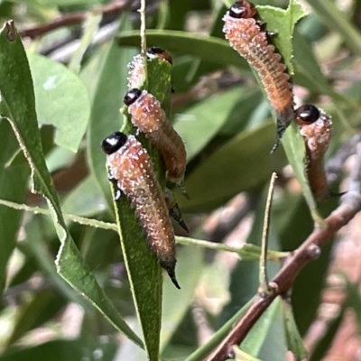 Pterygophorus cinctus (Bottlebrush sawfly) at Watson Green Space - 24 Mar 2023 by Hejor1