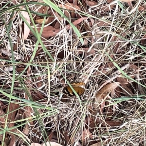 Heteronympha merope at Watson, ACT - 24 Mar 2023