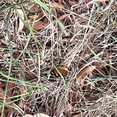 Heteronympha merope (Common Brown Butterfly) at Watson Green Space - 24 Mar 2023 by Hejor1