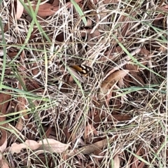 Heteronympha merope at Watson, ACT - 24 Mar 2023 04:45 PM