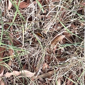 Heteronympha merope at Watson, ACT - 24 Mar 2023