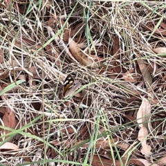 Heteronympha merope at Watson, ACT - 24 Mar 2023 04:45 PM