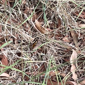 Heteronympha merope at Watson, ACT - 24 Mar 2023