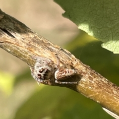 Opisthoncus grassator (Jumping spider) at Watson Green Space - 24 Mar 2023 by Hejor1