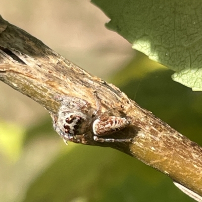 Opisthoncus grassator (Jumping spider) at Watson Green Space - 24 Mar 2023 by Hejor1