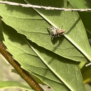 Opisthoncus grassator at Watson, ACT - 24 Mar 2023