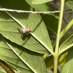 Opisthoncus grassator at Watson, ACT - 24 Mar 2023