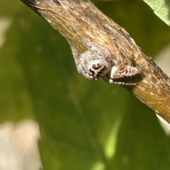 Opisthoncus grassator at Watson, ACT - 24 Mar 2023