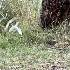 Gallirallus philippensis (Buff-banded Rail) at Watson, ACT - 24 Mar 2023 by Hejor1