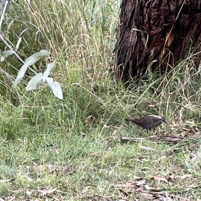 Gallirallus philippensis (Buff-banded Rail) at Watson, ACT - 24 Mar 2023 by Hejor1