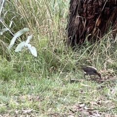 Gallirallus philippensis at Watson, ACT - 24 Mar 2023 04:37 PM