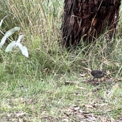 Gallirallus philippensis at Watson, ACT - 24 Mar 2023 04:37 PM