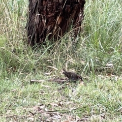 Gallirallus philippensis at Watson, ACT - 24 Mar 2023 04:37 PM