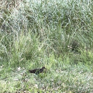 Gallirallus philippensis at Watson, ACT - 24 Mar 2023